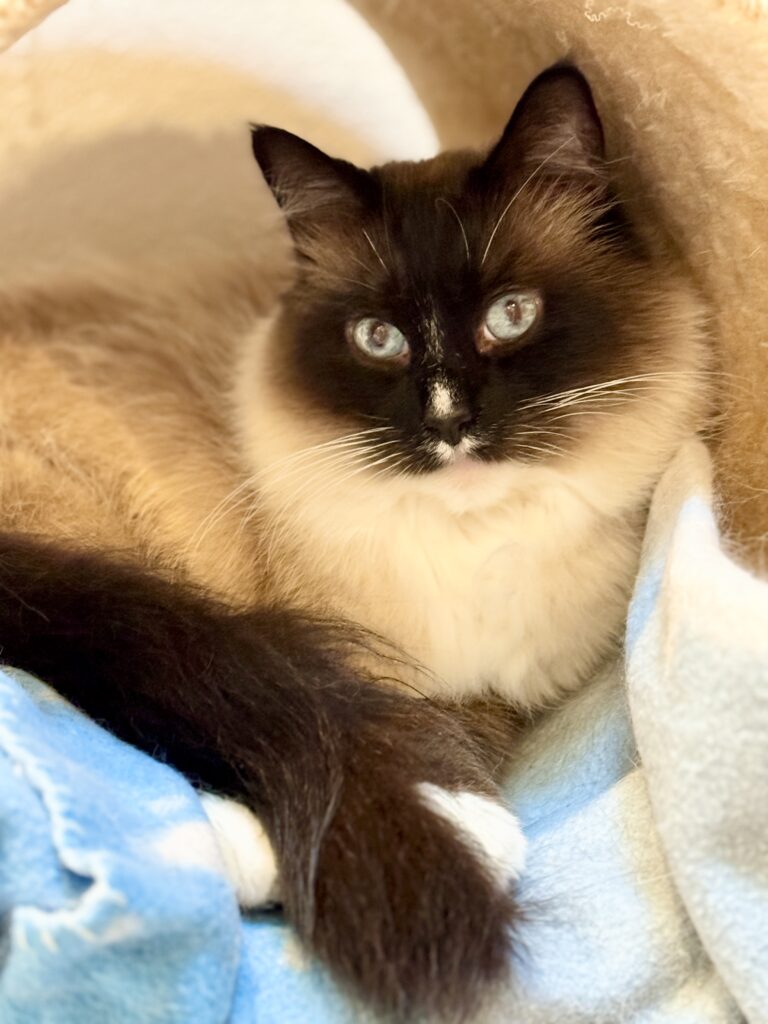 Portrait of cat Teddy