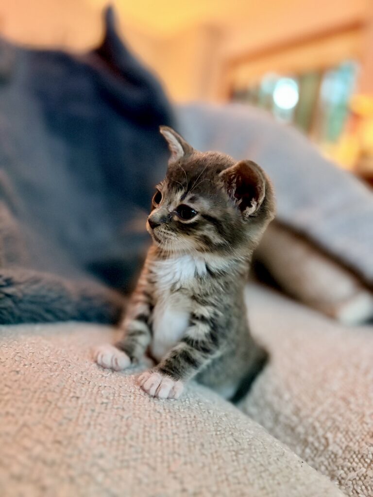 Gray kitten Fagin