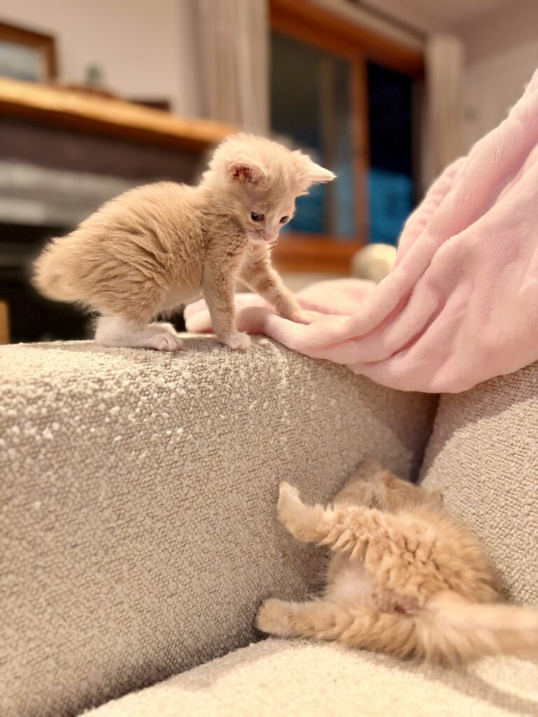 Orange kitten Georgette playing with sibling