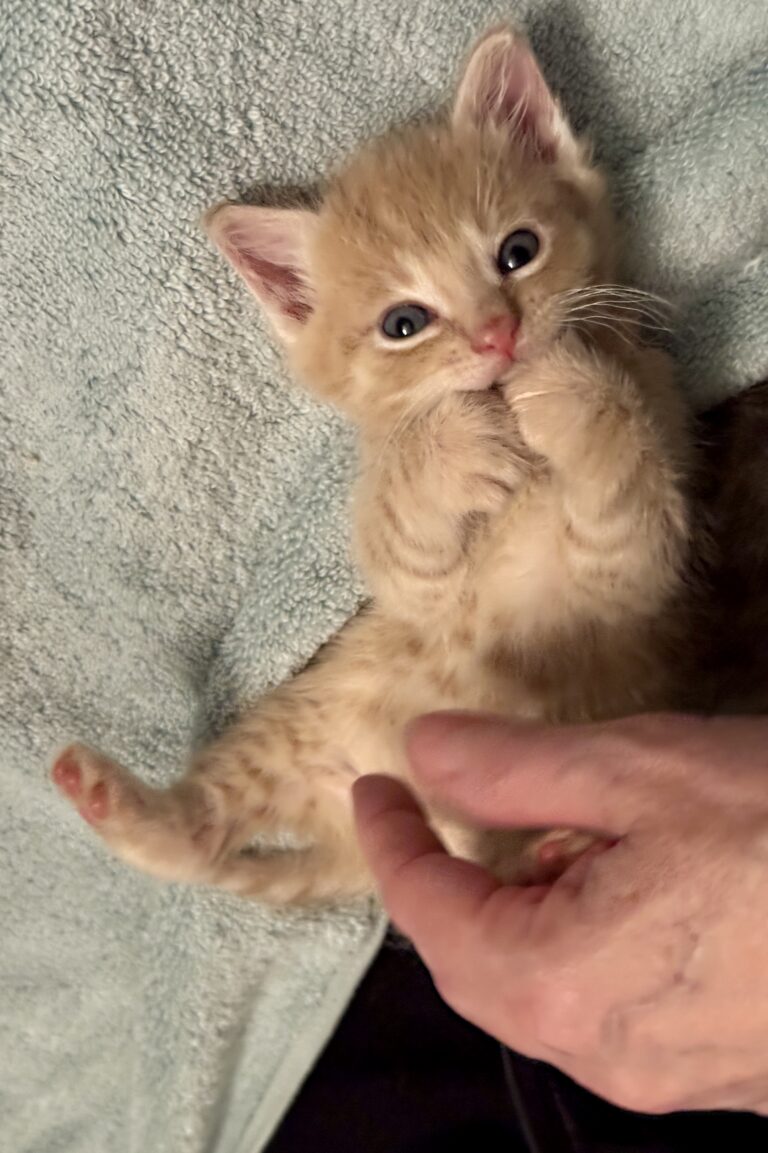 Orange kitten Oliver
