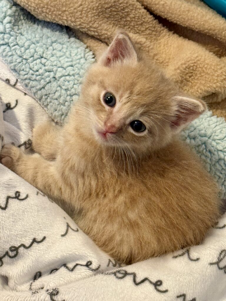 Orange kitten Oliver