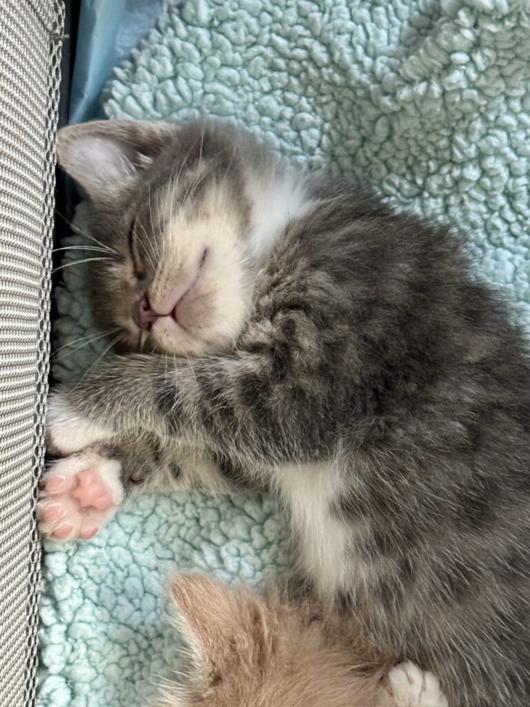 Gray kitten Fagin