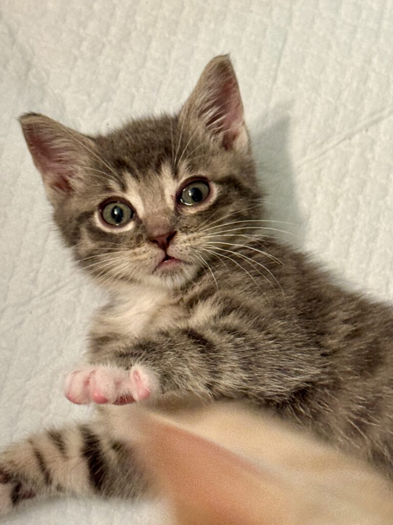 Gray kitten Fagin
