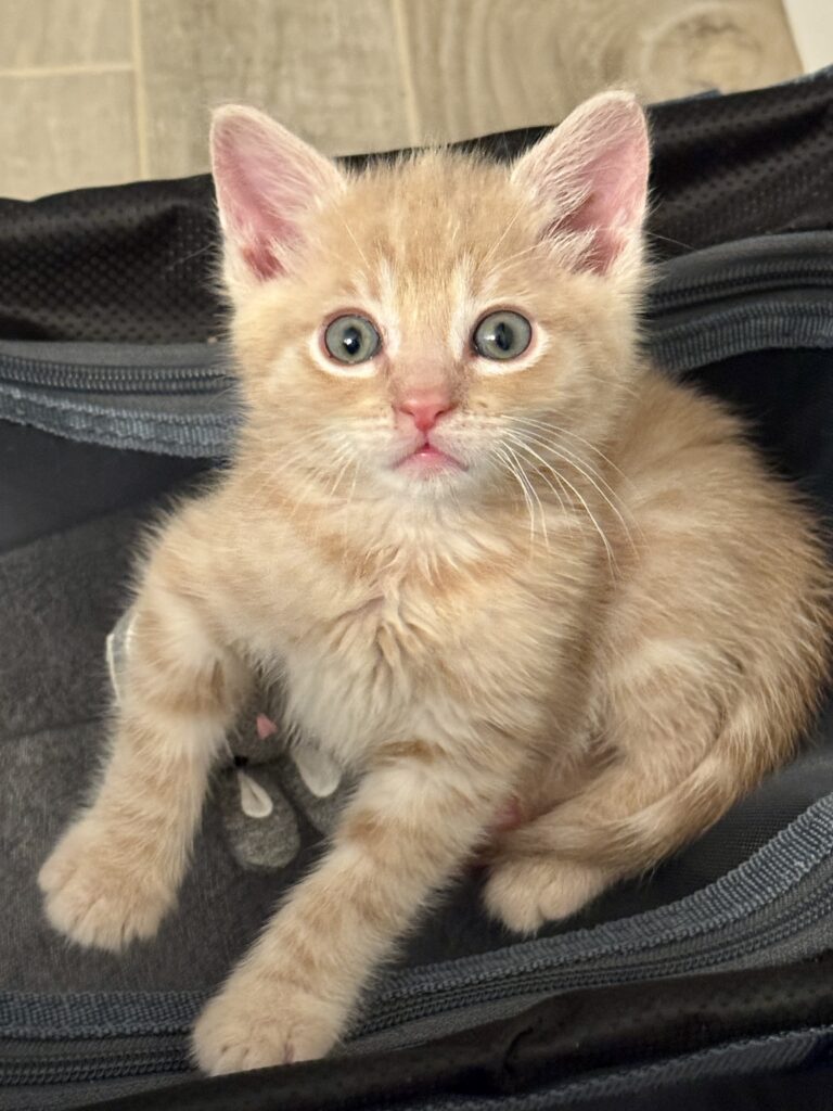 Orange kitten Oliver