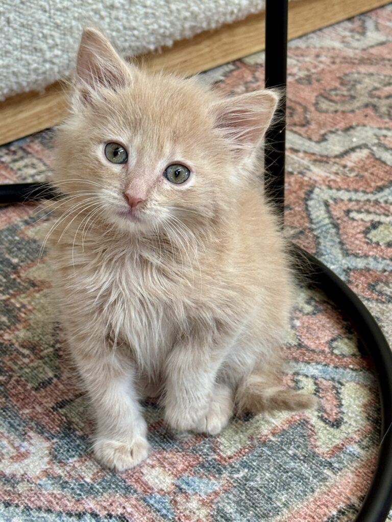 Orange kitten Francis