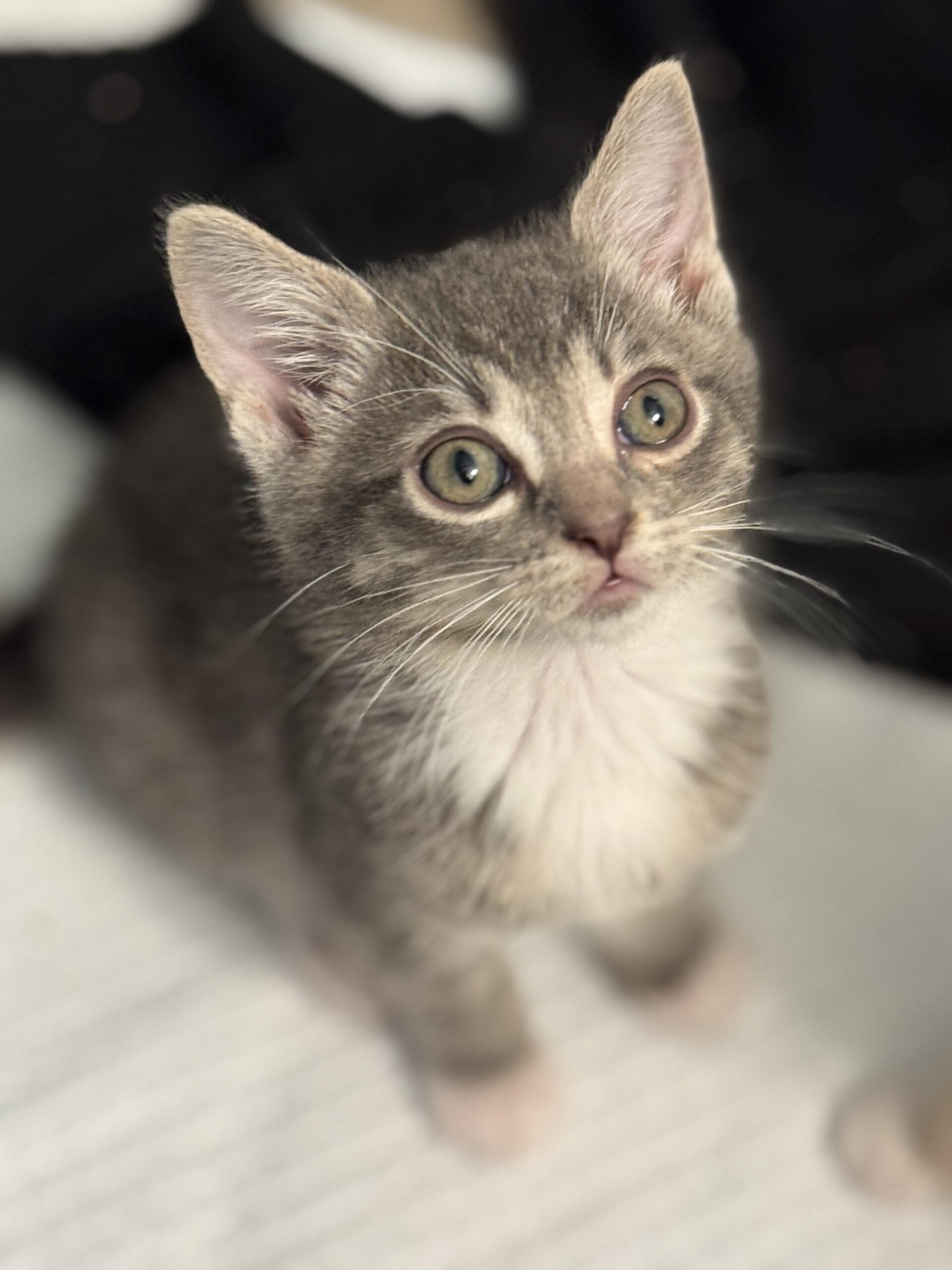 Gray kitten Fagin