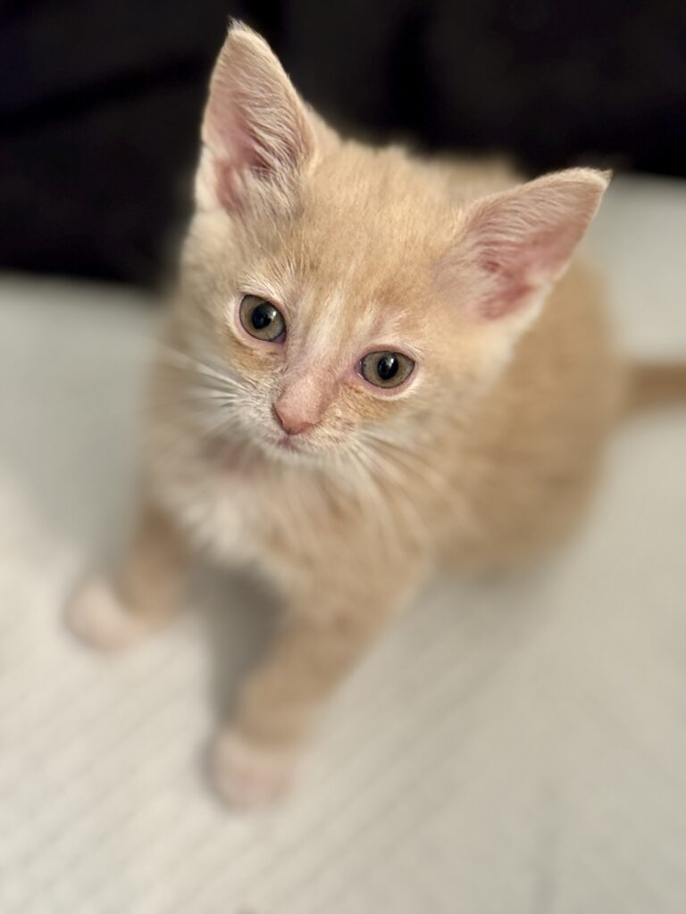 Orange kitten Georgette
