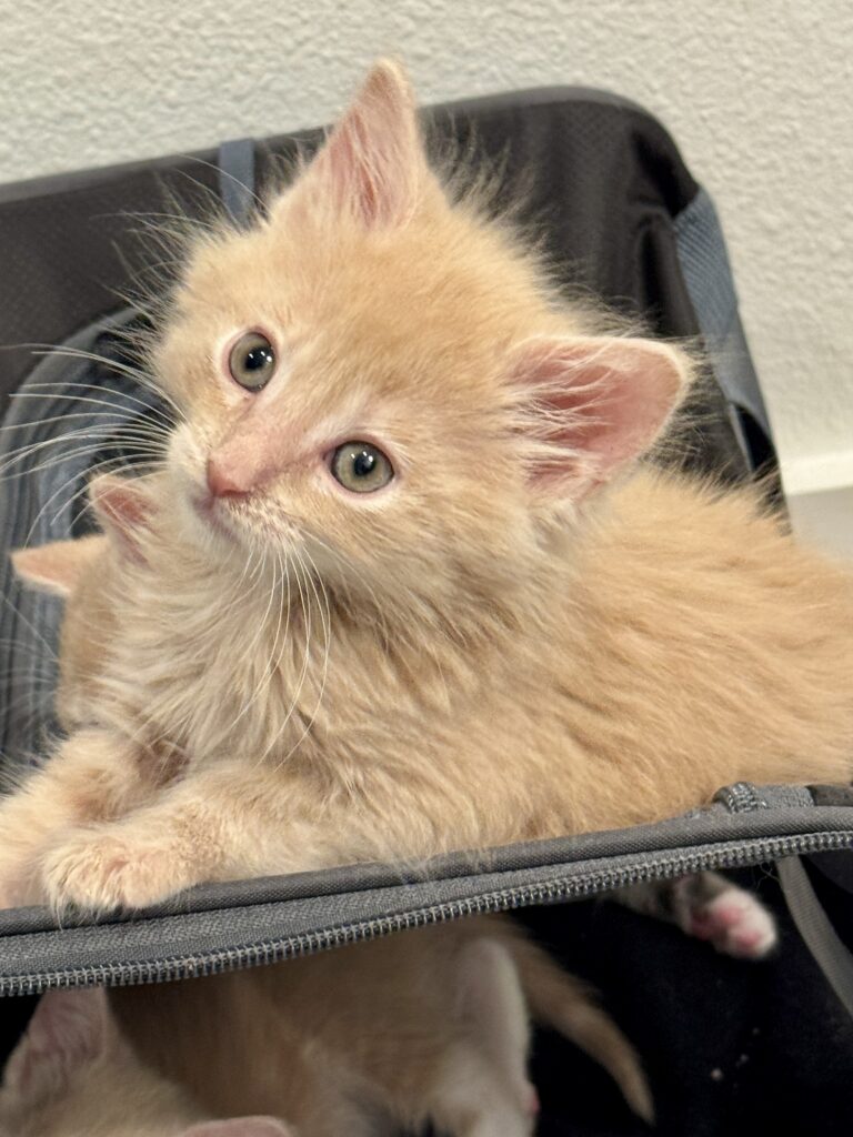 Orange kitten Francis