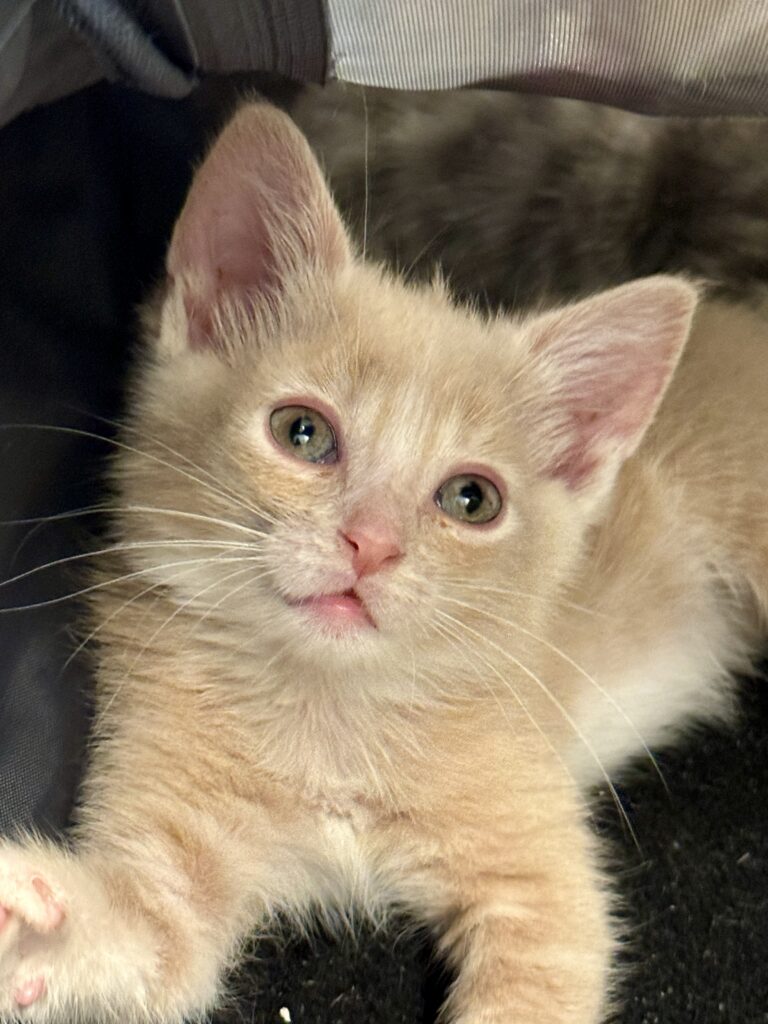 Orange kitten Georgette