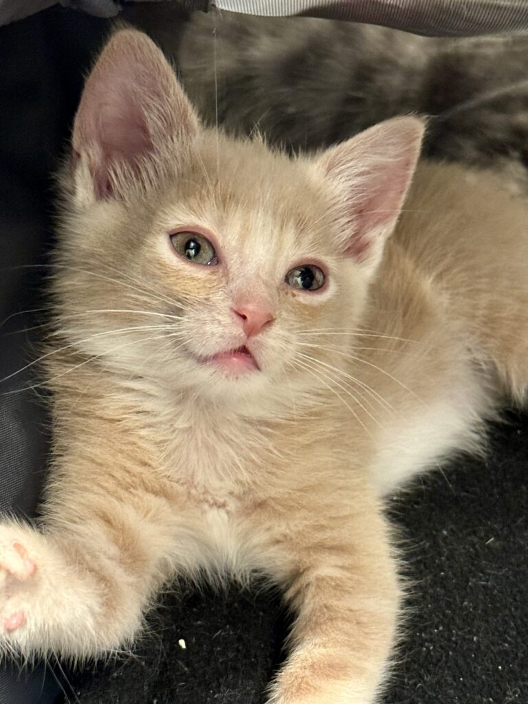Orange kitten Georgette