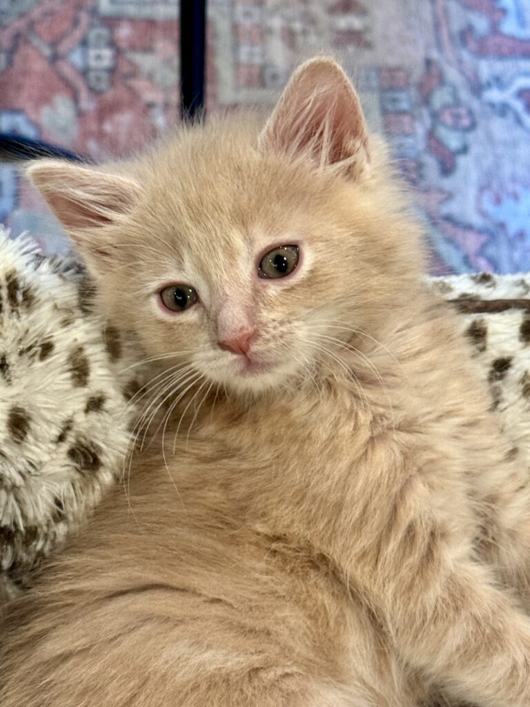 Orange kitten Francis