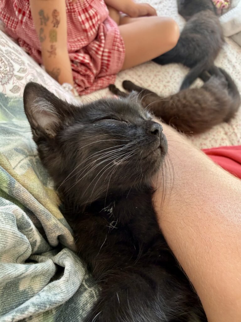 Nori black kitten sleeping