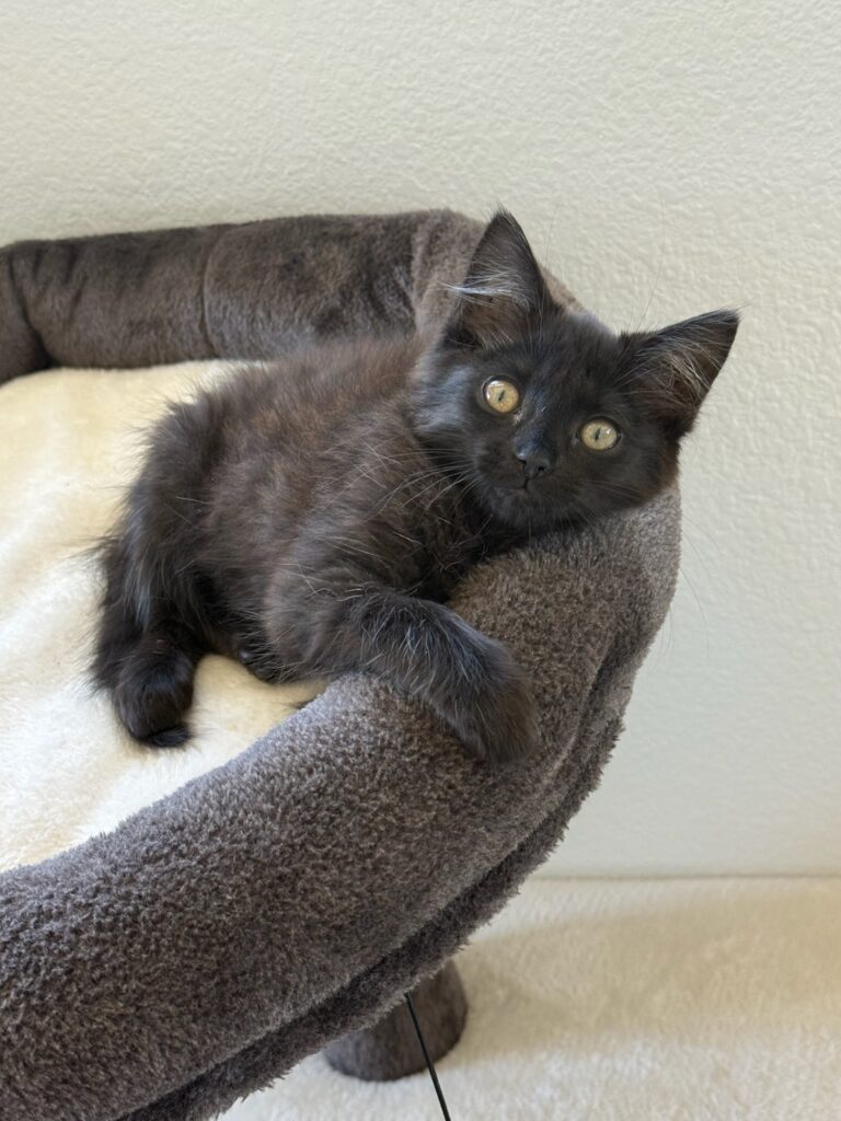 Black kitten Mochi