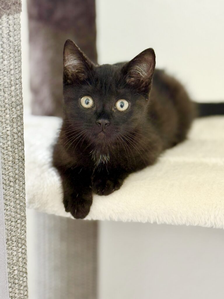 Black kitten Nori looking at camera