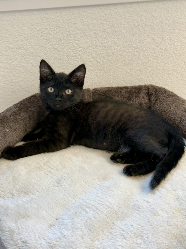 Black kitten Nori lounging