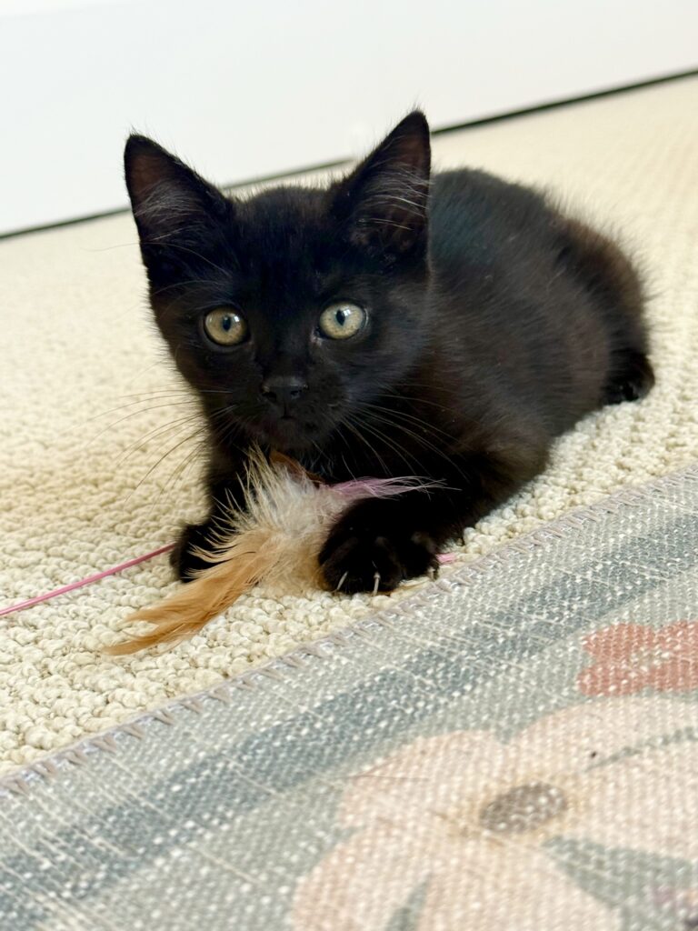 Black kitten Nori