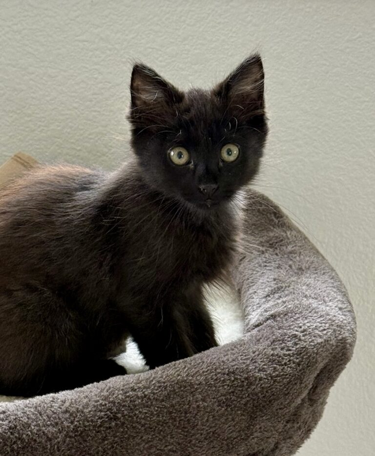 Black kitten Miso
