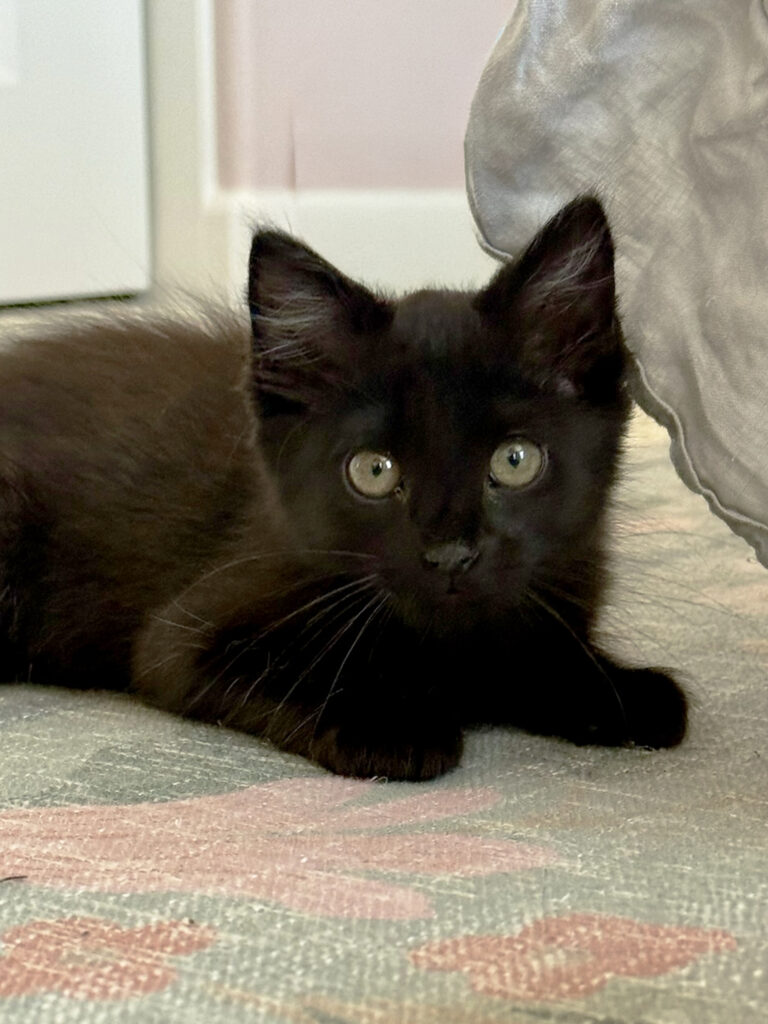 Black kitten Miso
