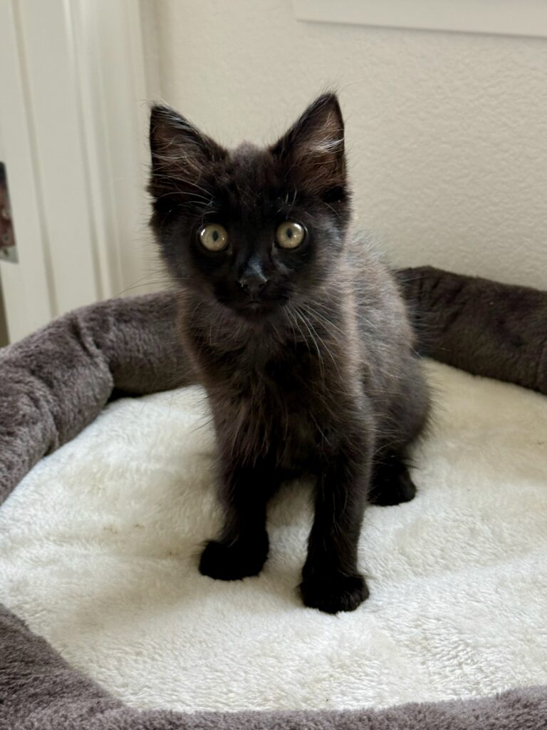 Black kitten Miso