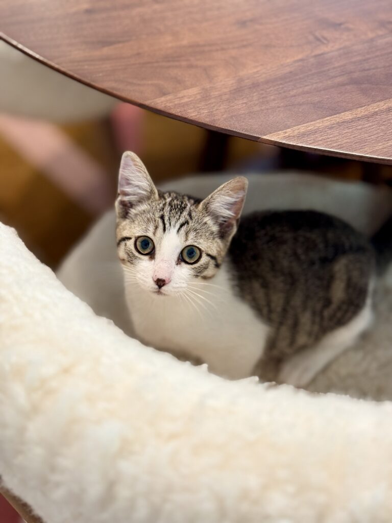 Kitten Ophelia on a chair
