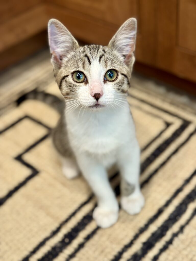 Tabby kitten Ophelia