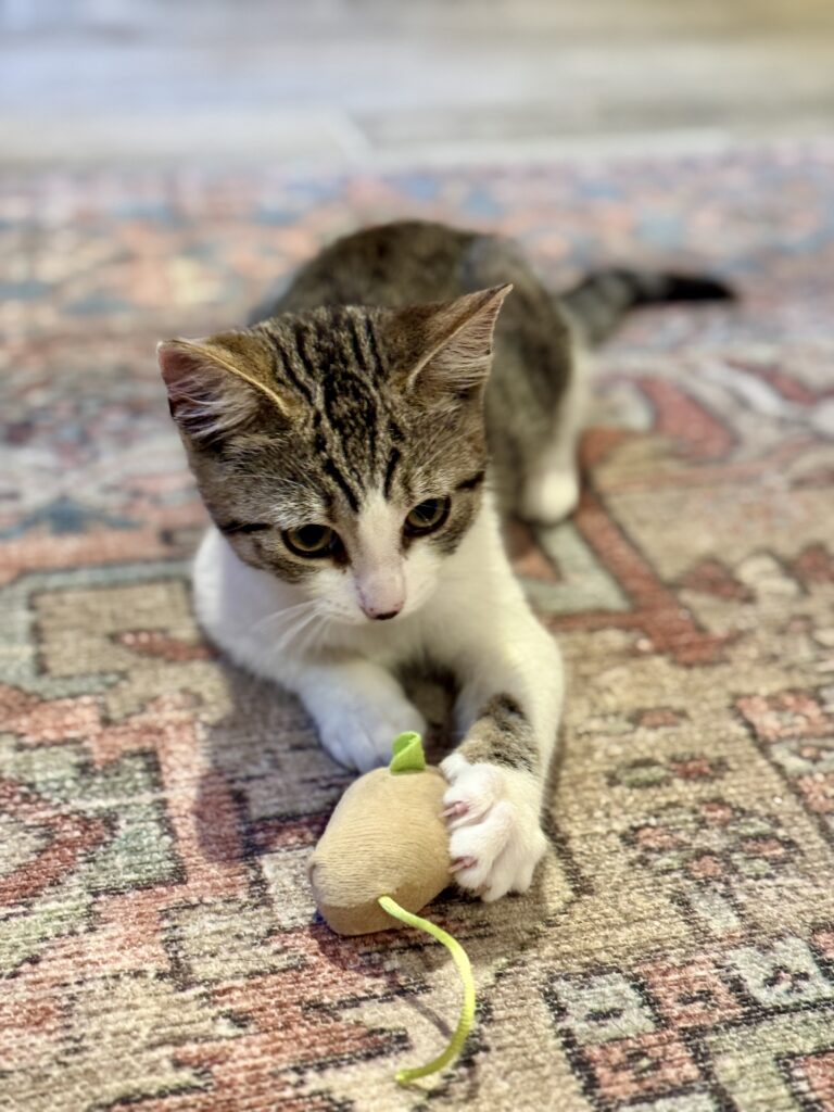 Kitten Opehlia with toy mouse