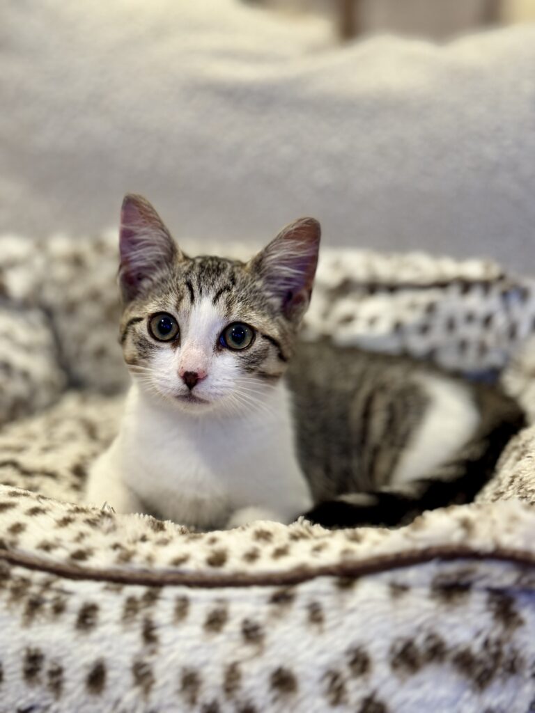 Kitten Ophelia curled up in a cat bed