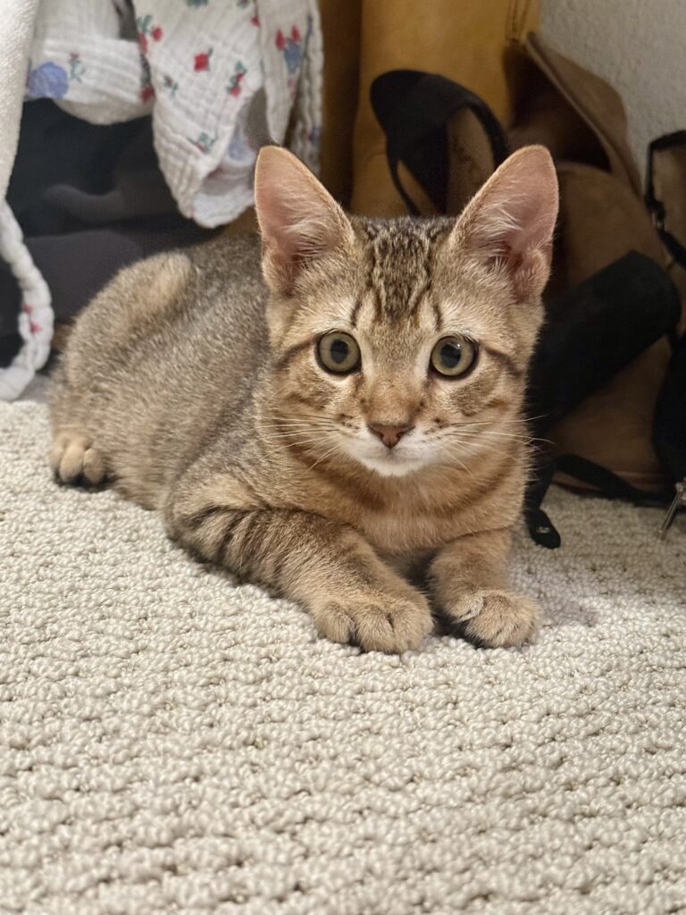 Tabby kitten Niko
