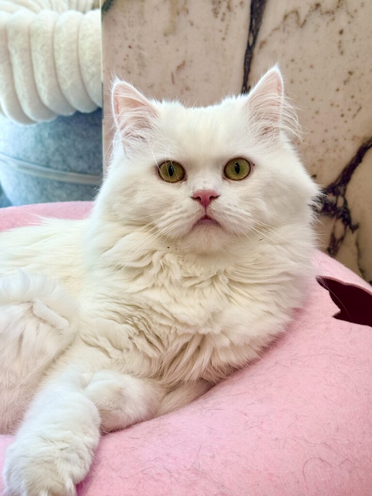 Superfloof cat Hamlet