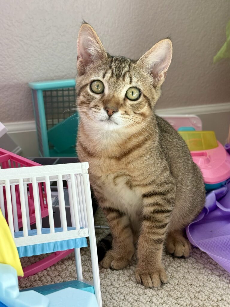 Tabby kitten Niko