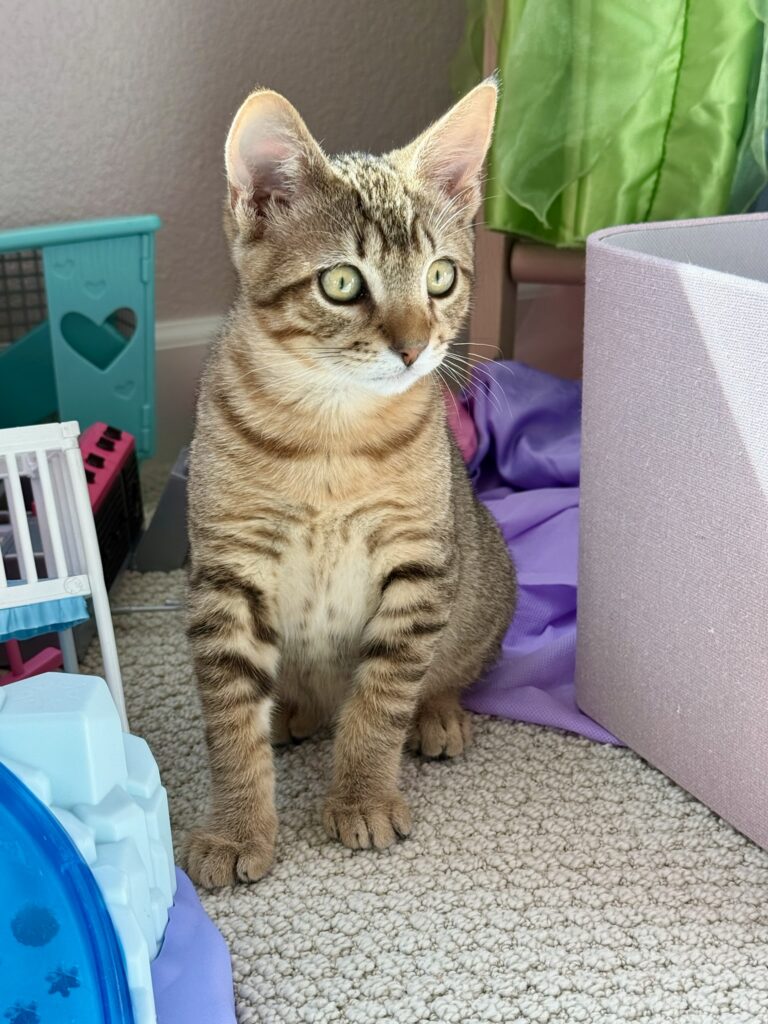 Tabby kitten Niko