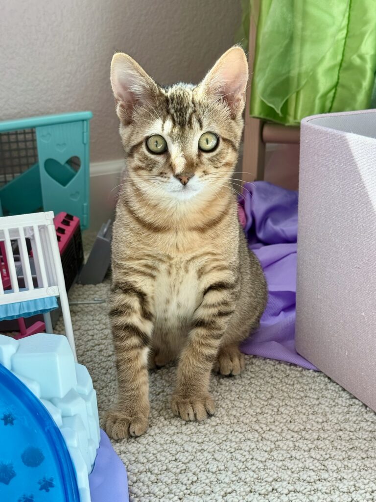 Tabby kitten Niko