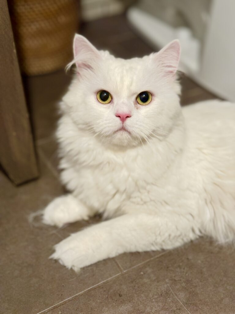 White floofy cat Hamlet