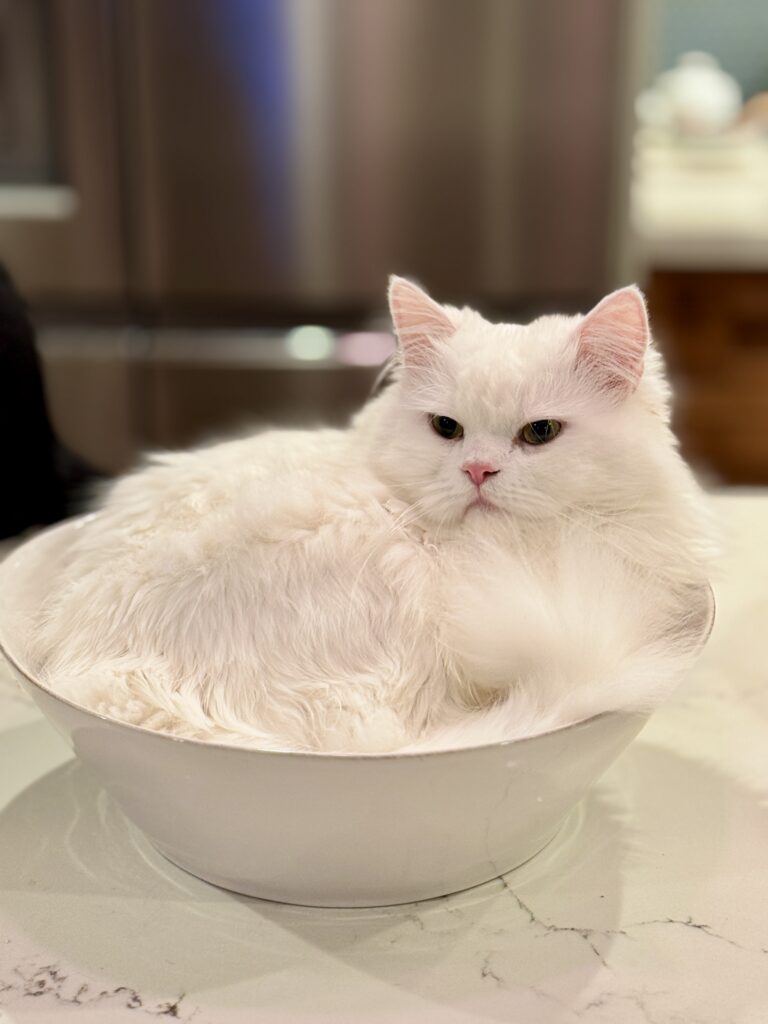 White cat Hamlet in a bowl