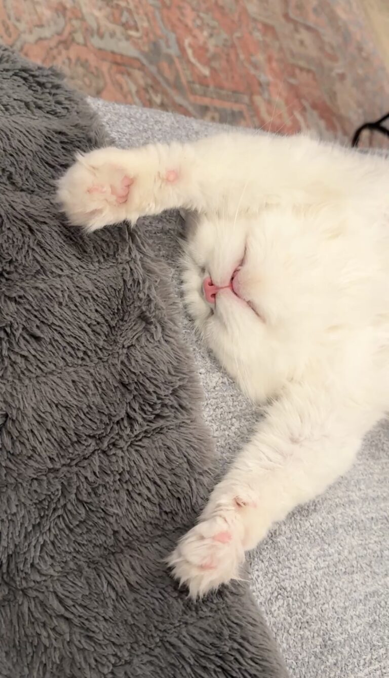Why cat Hamlet sleeping upside down